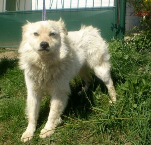 Obrázok