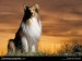 lassie-portrait-97768-lw[1].jpg