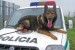 policajny pes